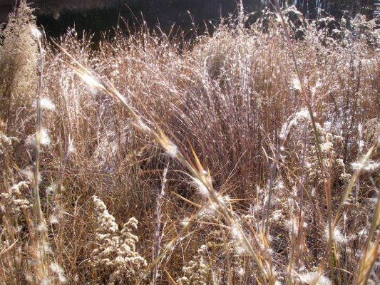 Broomsedge